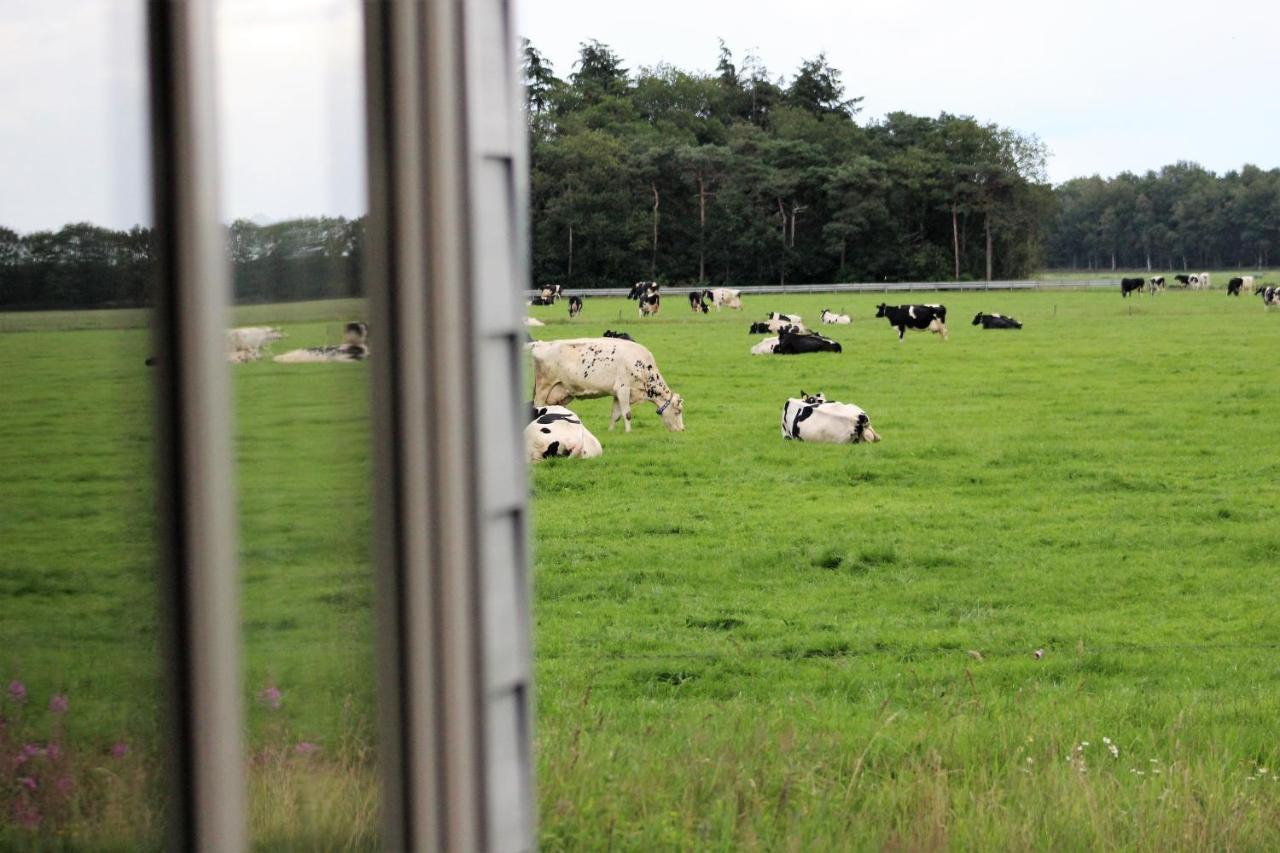Campsite Panorama Box Op De Stal